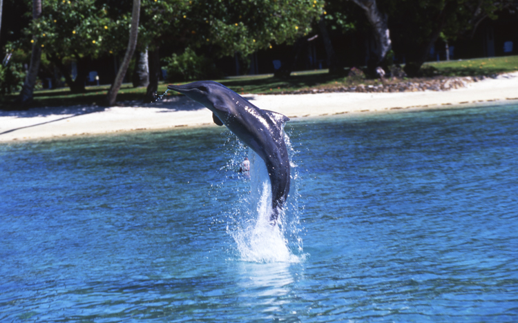Angelee image;underwater;diving;-;MOOREA;FRENCH POLYNESIA;action;jumping;dolphin;F239 31A 3